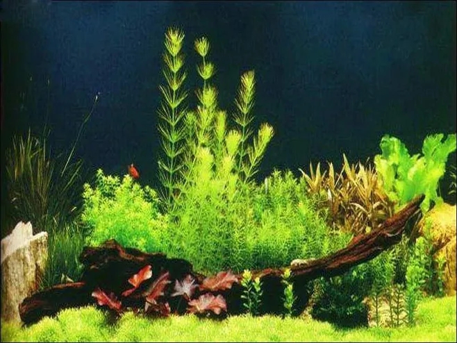 如何在辦公室設(shè)計(jì)中正確的放置魚(yú)缸？其中的裝修風(fēng)水有哪一些？